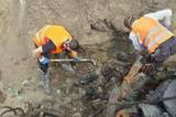 Тонну человеческих останков обнаружили в лесополосе в Запорожской области