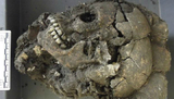 Китайские археологи раскопали десятки человеческих черепов с тремя глазами