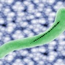 «Магнитные бактерии» будут диагностировать и лечить болезни ЖКТ