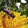 В Соединенных Штатах пчелы попали в список исчезающих видов
