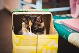 Британские учёные назвали причины любви котов к коробкам