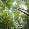 В Швеции туристов селят в лесу на дереве