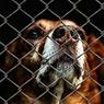 В Кемерове сгорело более сотни собак
