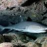 У берегов Пхукета акула напала на туриста