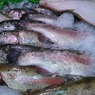 Россия приостановила поставки всей рыбной продукции из Армении
