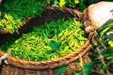 Ученые открыли необычное свойство зеленого чая