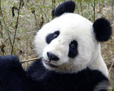 Китайская панда прикинулась беременной ради дополнительных пайков