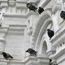 Полиция ищет почти сотню голубей, украденных в Москве