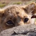 Опубликован трейлер к фильму "Король Лев"
