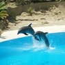 Московский дельфинарий обвиняют в жестоком обращении с животными