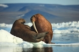 Уголовное дело возбуждено по факту забоя десятков моржей на Чукотке