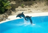 В Бразилии открыли новый вид речных дельфинов