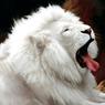 В сочинский зоопарк привезли белого льва для лигрицы