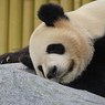 В Гонконге умерла самая старая в мире панда