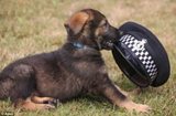 Суровый щенок из британской полиции прославился на весь мир