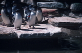Ученый из США объяснил, почему, имея крылья, пингвины плавают, но не летают