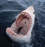 Одна белая акула закрыла три пляжа в Калифорнии