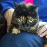 В США в возрасте 27 лет скончалась старейшая кошка в мире