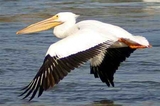 Завораживающие кадры: пеликан снимает "селфи" (ВИДЕО)