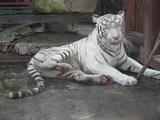 В Волгограде тигры напали на сотрудника цирка