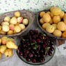 Россельхознадзор пустил в Россию грузинские фрукты. Но сушеные