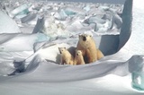 Арктика вступила в совершенно «новый климат»