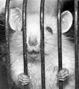 В погоне за "креативным" подарком, россияне скупили всех крыс в зоомагазинах
