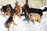 В Красноярске на девочку напала стая собак