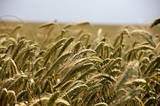 Итальянский фермер изобразил портрет Путина на пшеничном поле