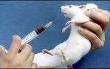 Эксперименты на мышах не "работают" на людях
