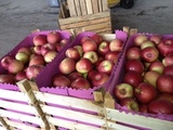 Молдавские яблоки вернутся на российские прилавки с четверга