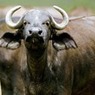 Индийская буйволятина появится на российских прилавках в ближайшие месяцы