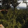 Через джунгли Амазонки проложат железную дорогу