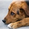 В Троицке полиция ищет живодеров, лишивших собаку всех четырех лап