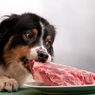 Кормить собак сырым мясом опасно не только для них самих, но и для их владельцев