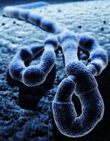 За двое суток вирусом Эбола заразились три сотни человек