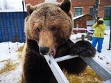 Медведь напал на человека в Большом московском цирке на Вернадского