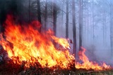 Лесные пожары принесли не только смог, но и миллиардные убытки
