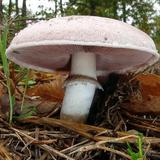 Агентство НАСА нашло применение чернобыльским грибам