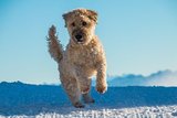 В Екатеринбурге в аэропорту  погибла на морозе  брошенная хозяевами собака