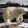 Белые медведи в поисках еды забрели в заброшенный поселок на Чукотке