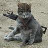 Неизвестный сообщил московской полиции о коте-смертнике