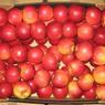 Россельхознадзор пресек ввоз в РФ 20 тонн яблок из Польши