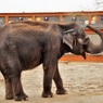 Индийский слон насмерть затоптал пять человек