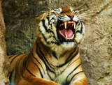 Дирекция зоопарка: Тигр Лотос, напавший на девочку, был адекватным
