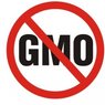 Правила ВТО вынуждают Россию отказаться от ГМО