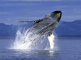 «Китовый конвой» впечатлил миллионы пользователей сети (ВИДЕО)