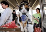 Япония: город скорбит по умершей кошке-станционному смотрителю