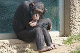 Шимпанзе понимают, о чем думают люди (ВИДЕО)