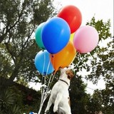 Терьер Твинки установила рекорд Гиннесса по лопанию шаров (ВИДЕО)
